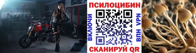 shop телеграм Строитель Псилоцибиновые грибы Psilocybine cubensis